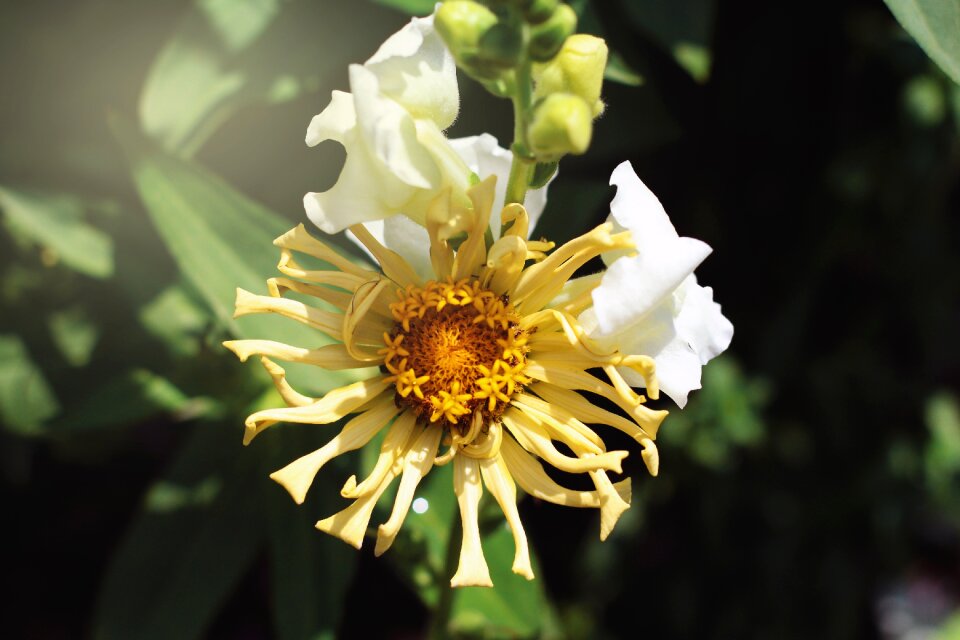 Blossom nature yellow