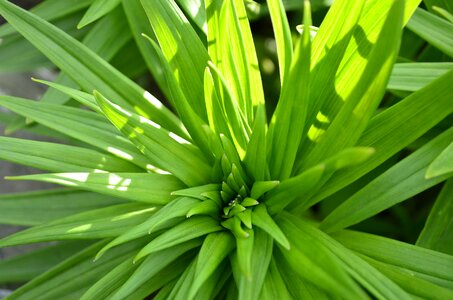 Greens leaves green leaves