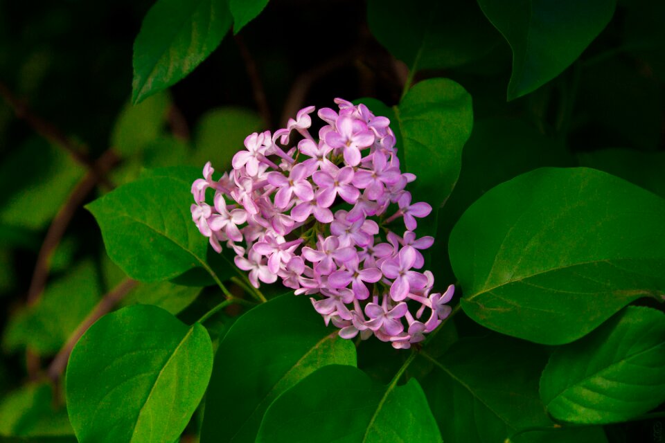 Lilac flowers spring nature