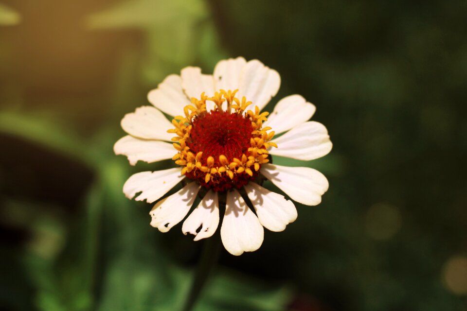 Bloom white flora
