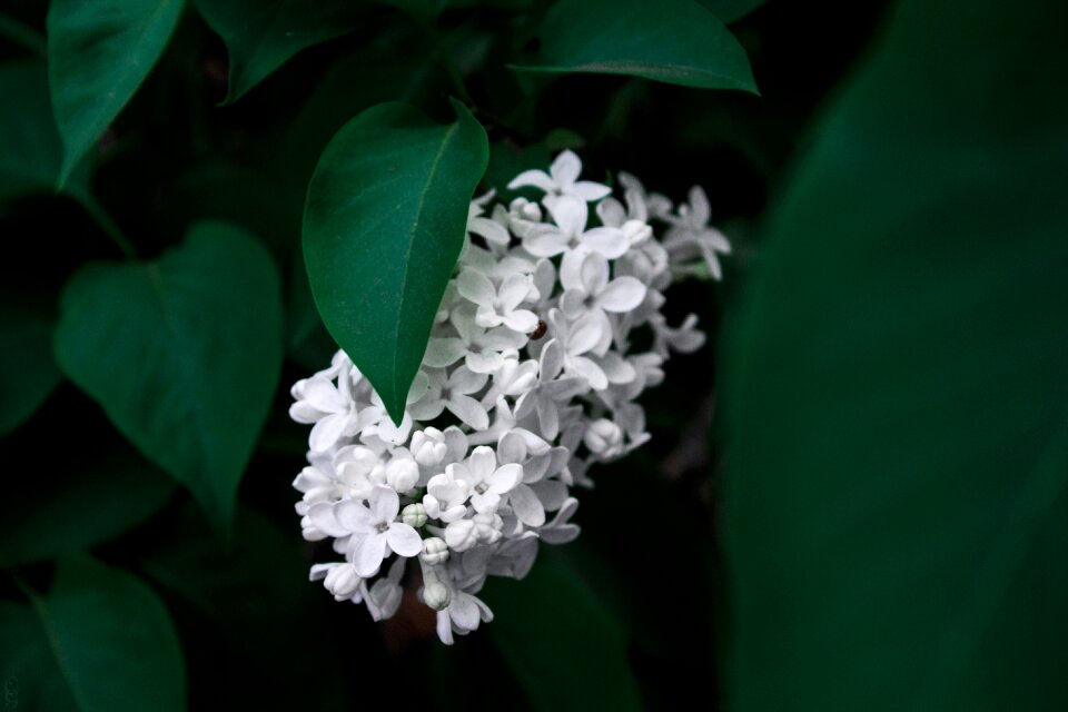 Lilac flowers spring nature