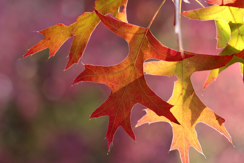 Fall foliage fall color red