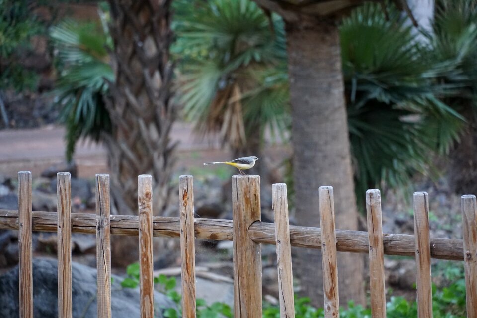 Grey songbird animal world