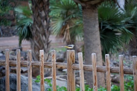 Grey songbird animal world