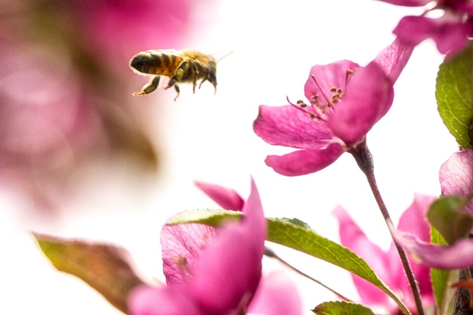Flight flower wings