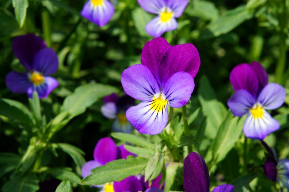 Beautiful flower garden flowers bloom