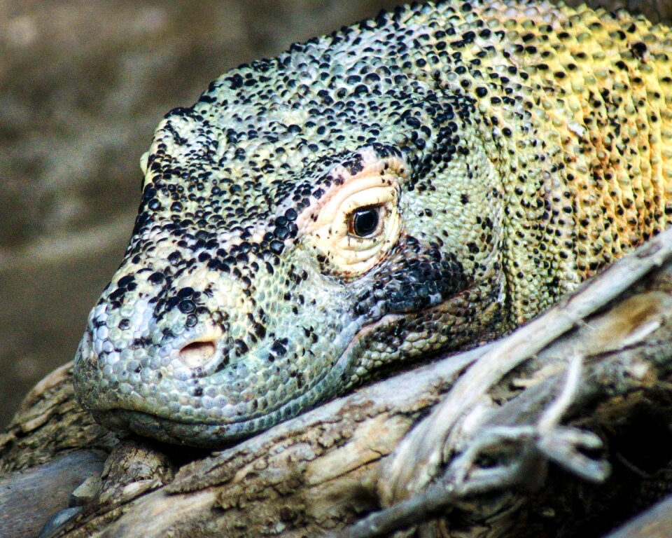Dragon reptile zoo