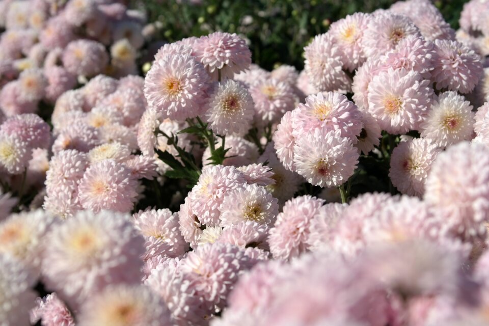 Flowers petals beautiful