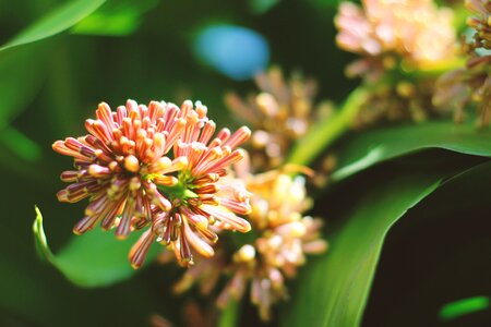 Summer garden blossom