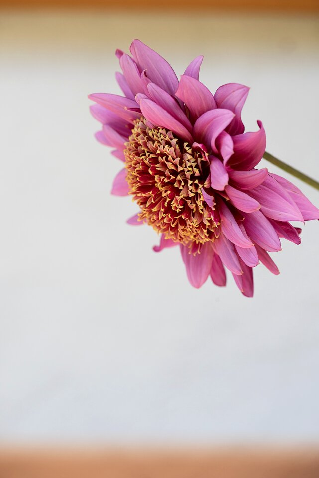Pink flower blossom bloom