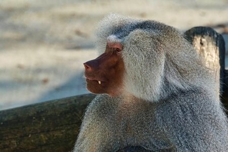 Baboon nature monkey photo