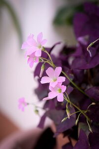 Pink flower pink flowers petals