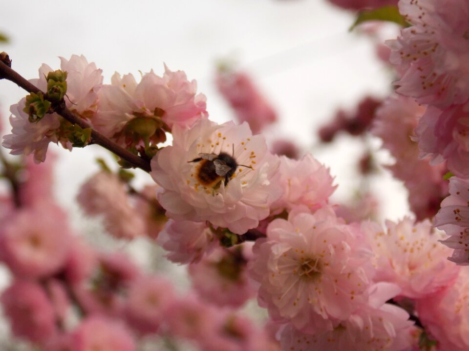 Nature plant spring