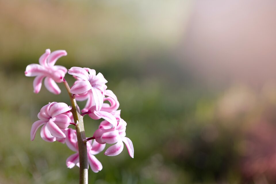 Flower pink flower blossom