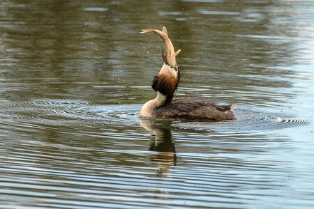 Nature waters lake photo