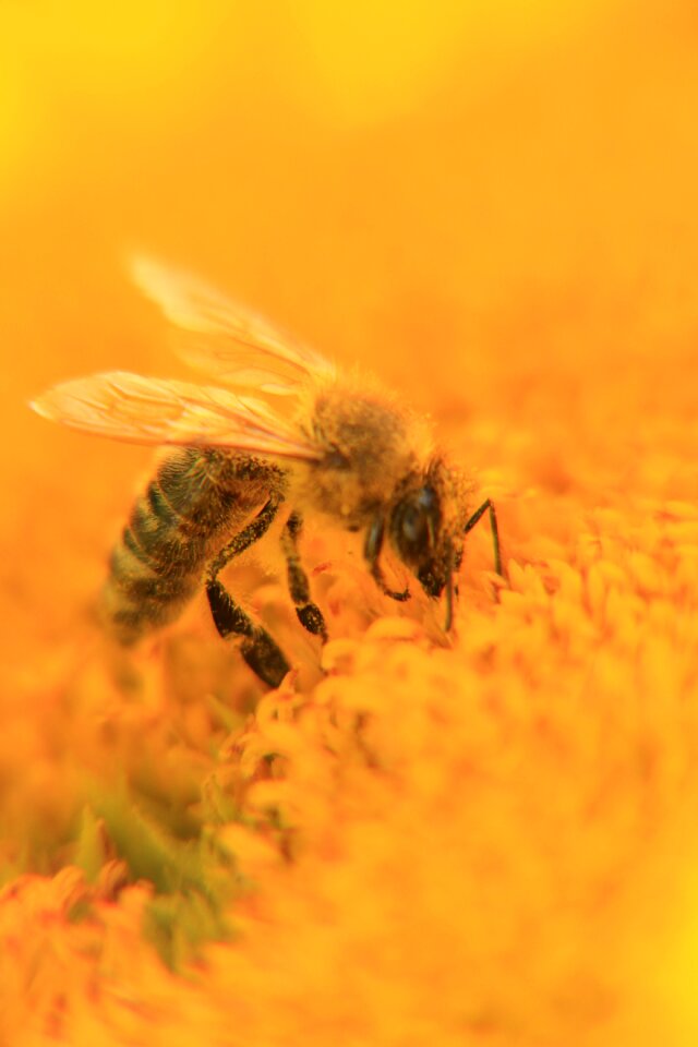 Honey insect close up