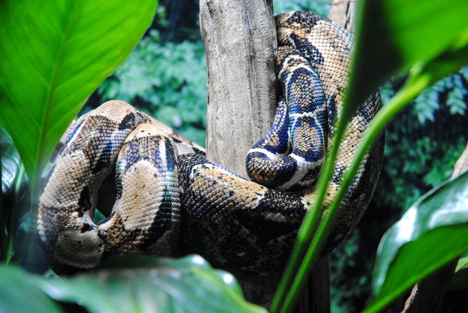 Wild life animalia zoology