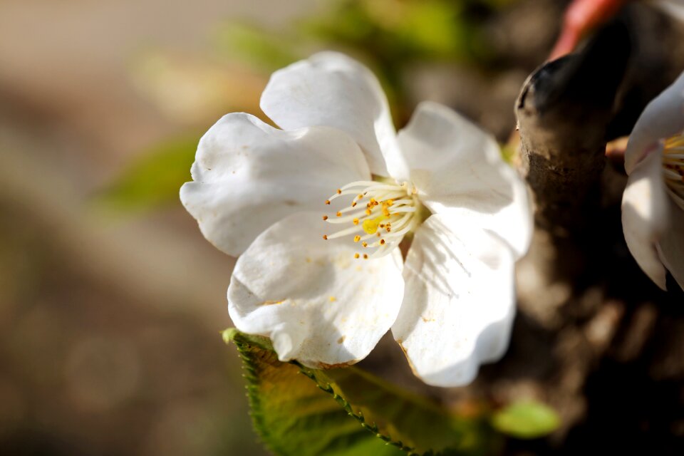 Flowering petal cherry blossom