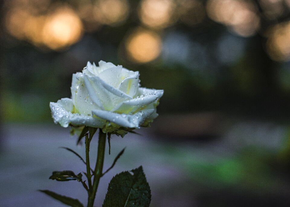 Nature flower summer