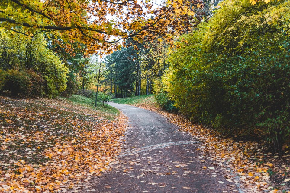 Landscape path autumn photo