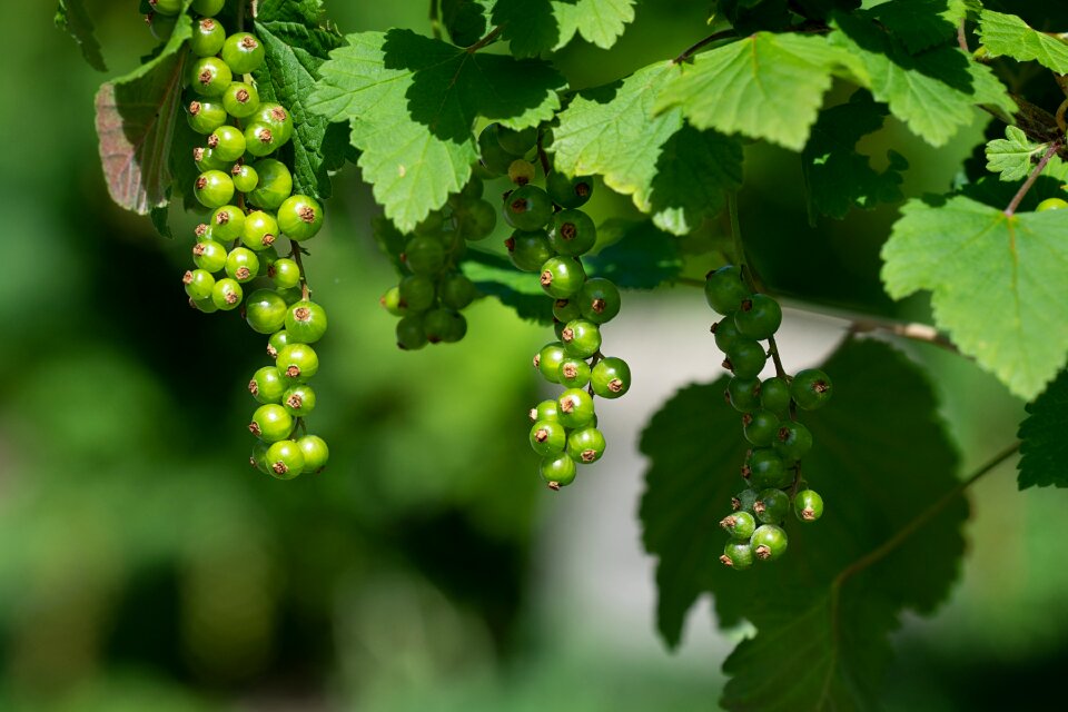 Immature branch currant branch
