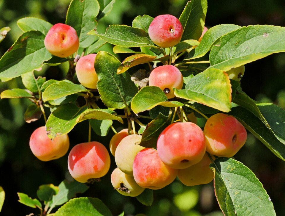 Mature home garden ornamental tree