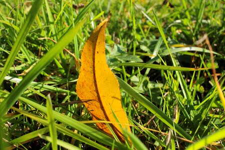 Leaves autumn nature