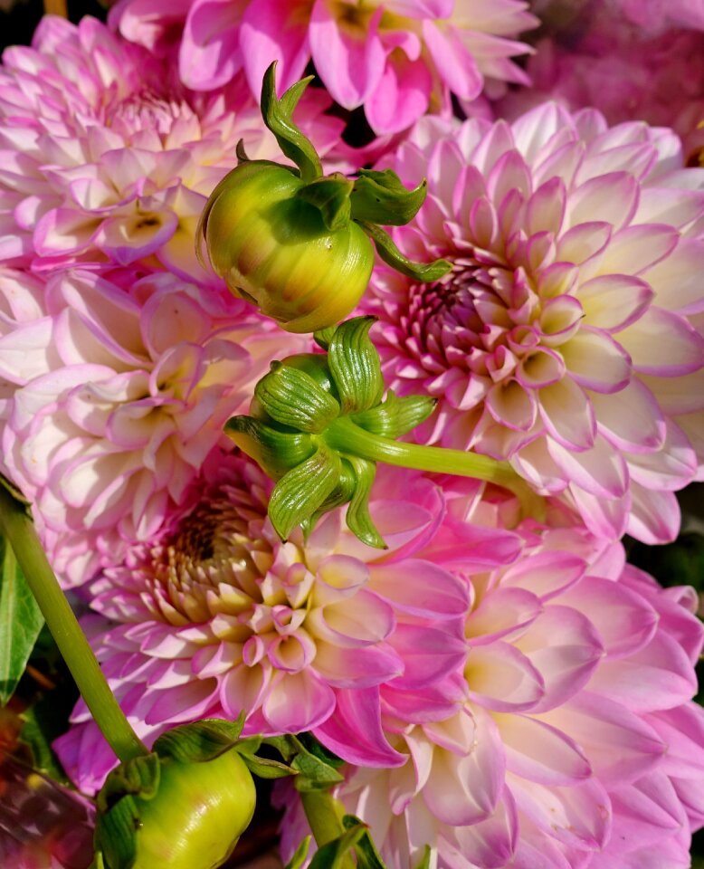 Blossom bloom nature