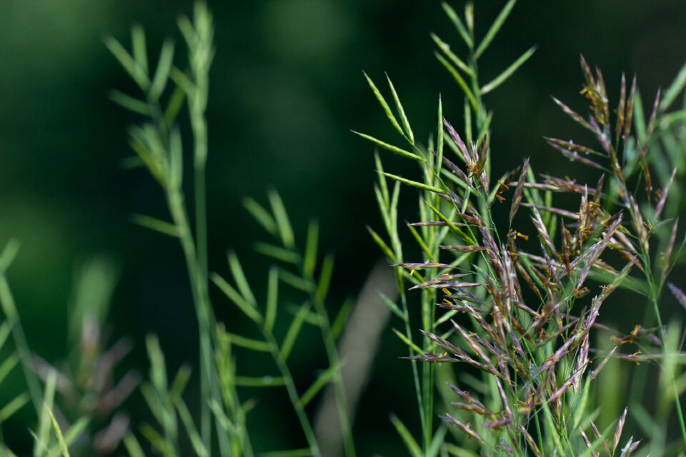 Meadow summer green