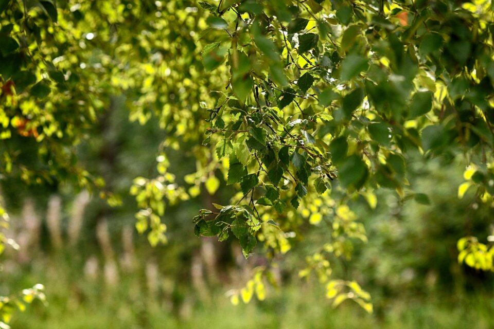 Leaves tree nature