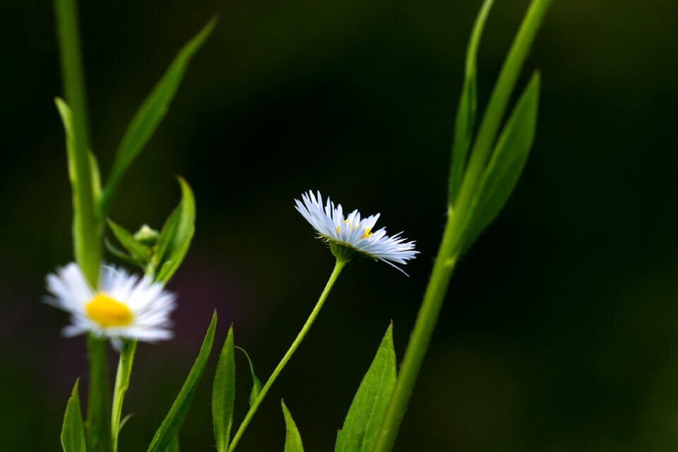 Plant flower white