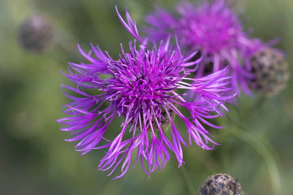 Purple flower blossom bloom