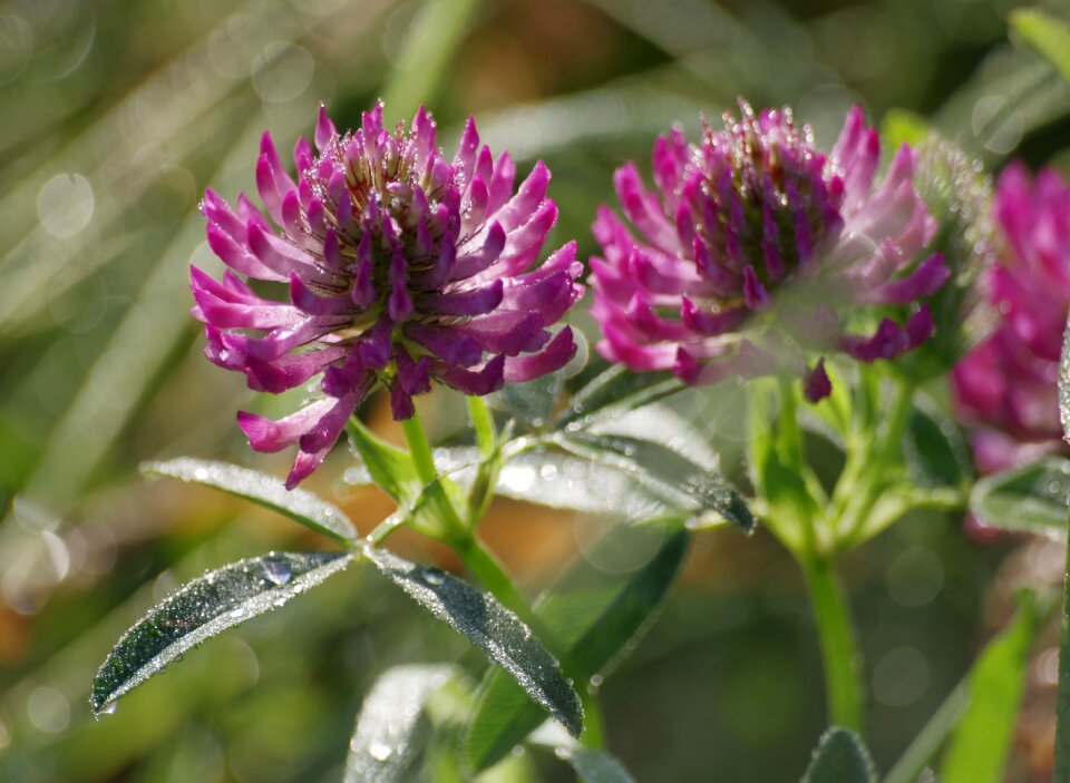 Dew wild flower plant