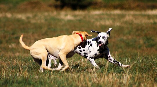 Dogs play great pet photo