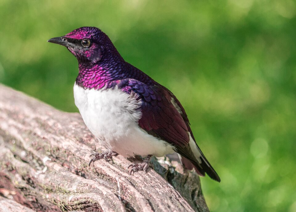 Plumage feather animal