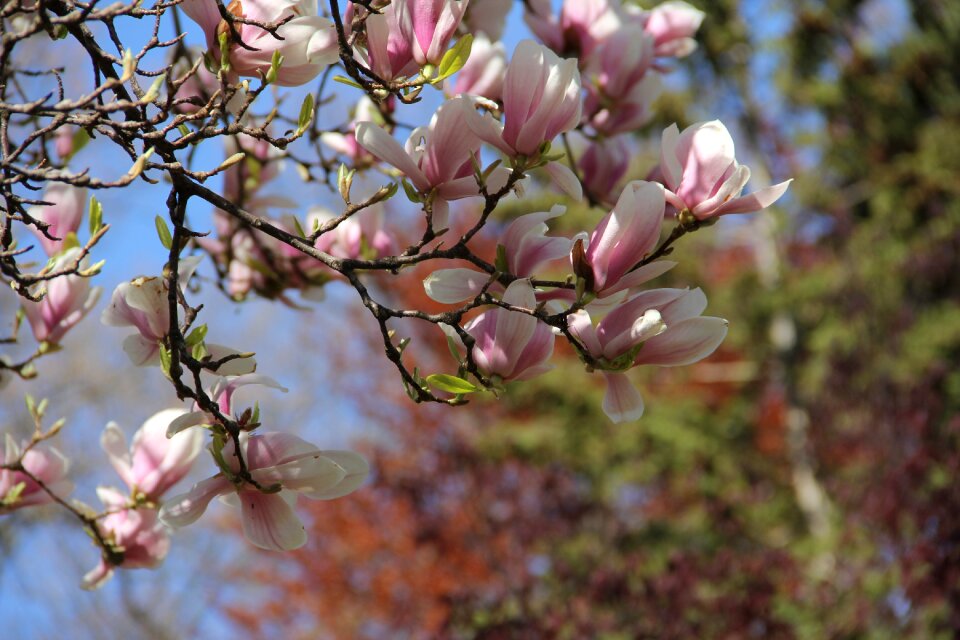 Nature flora magnolia