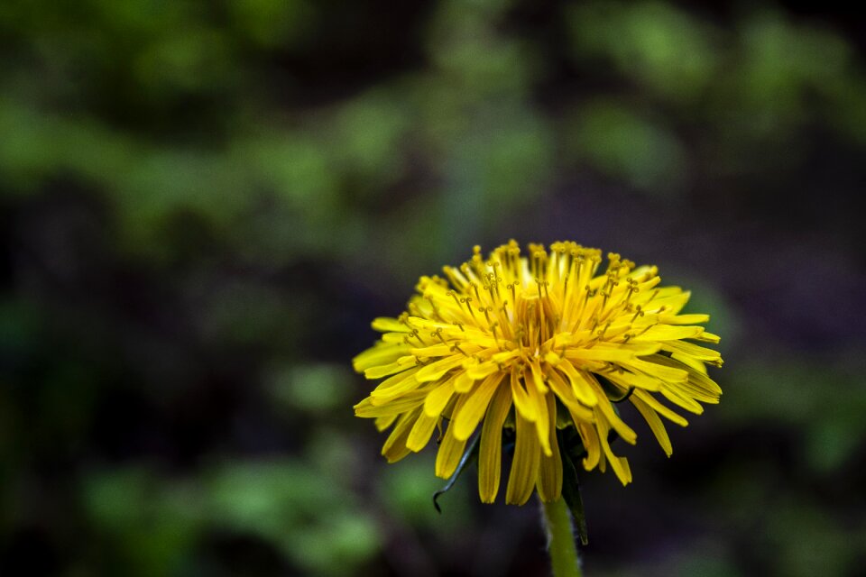 Plant close up yellow