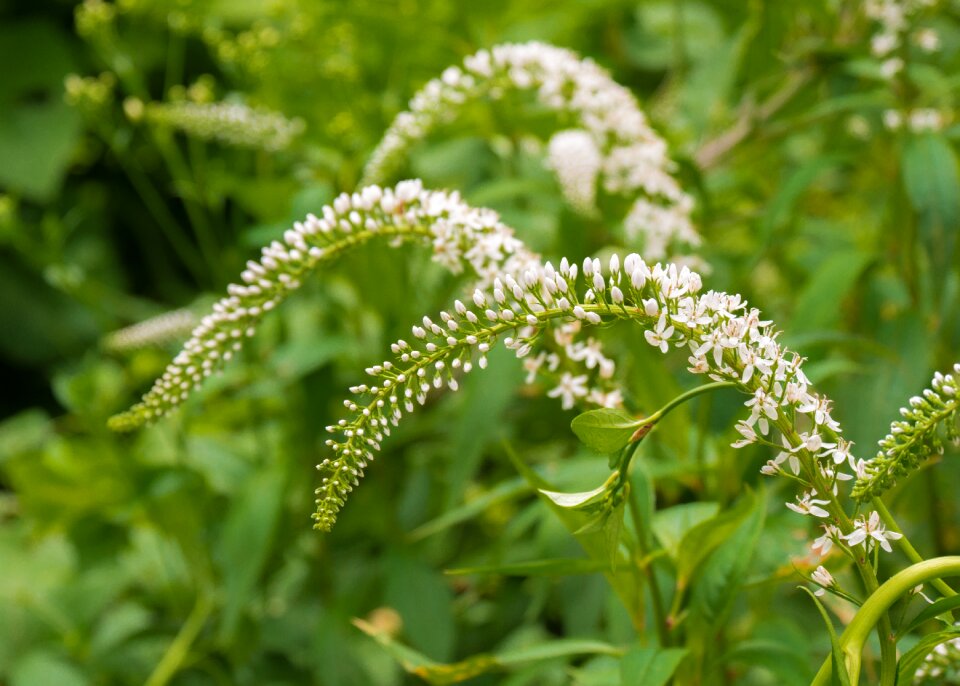 Bloom branch garden