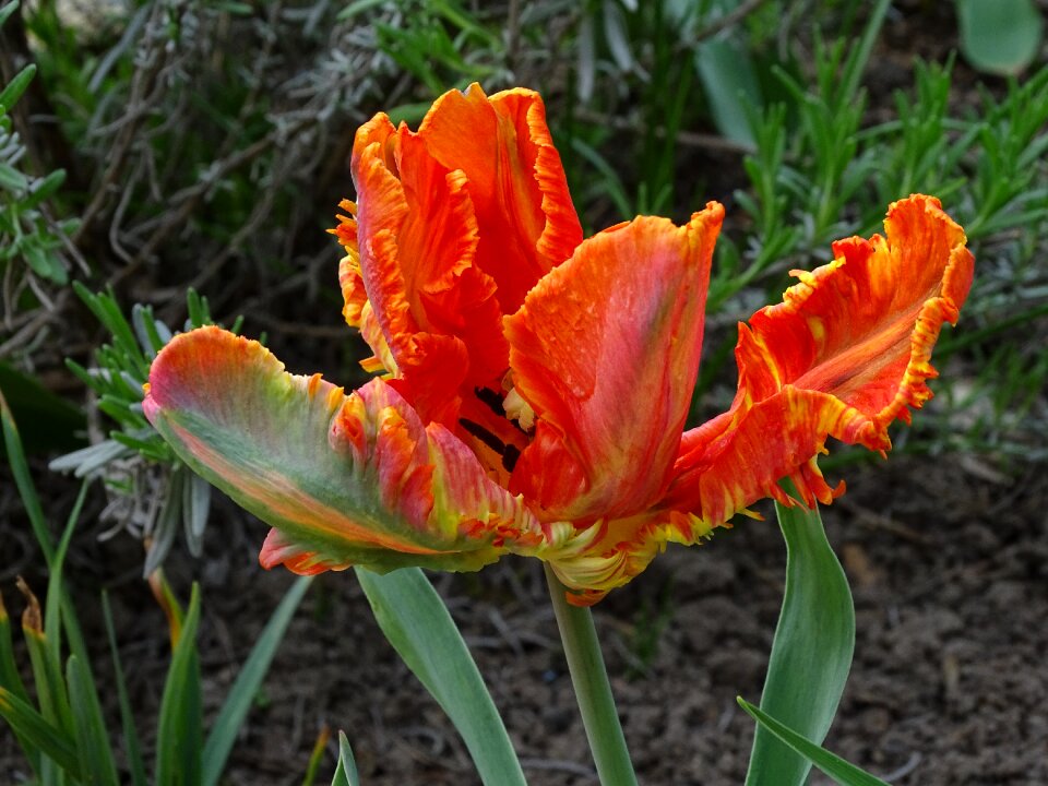 Early spring spring flower