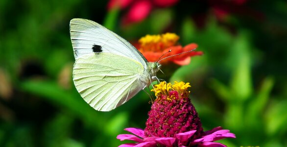 Zinnia nature macro
