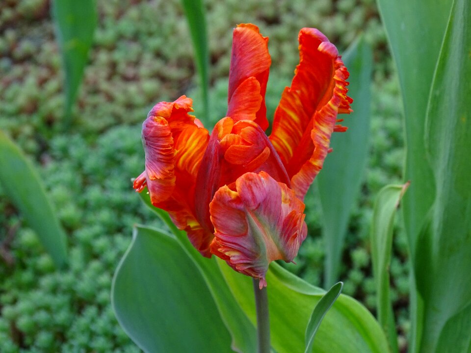 Early spring spring flower