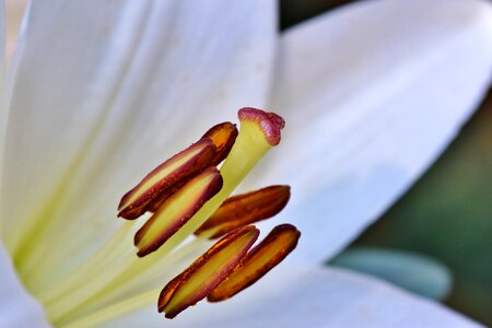 Lilies stamen pistil photo