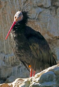 Plumage red beak black
