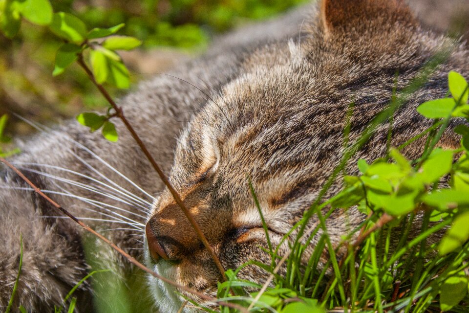 Nature garden fur