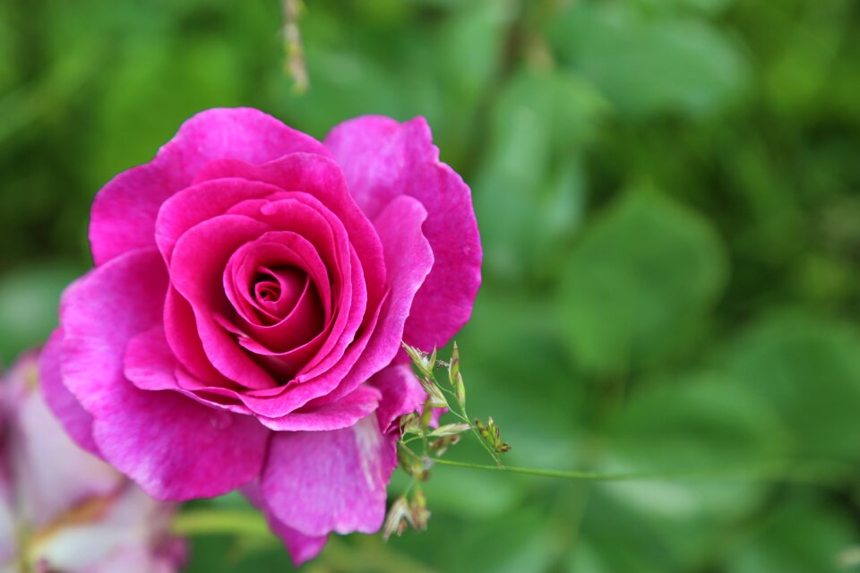 Plant nature the rose garden