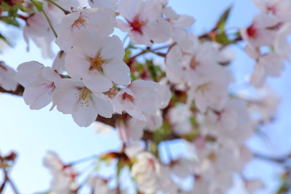 Spring pink nature