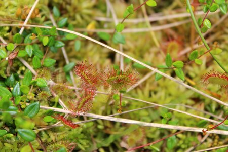 Sphagnum-bog bog soldug