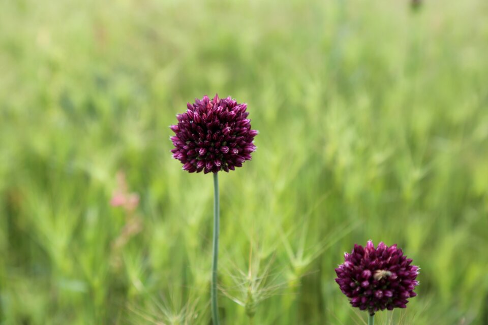 Flowers wildflowers spring flowers