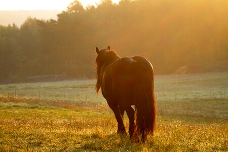 Pasture sunset stud