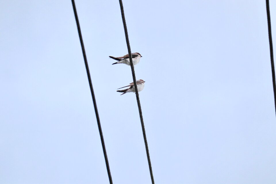 Swallows swarm power cable
